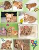 Solid Blonde Yorkie-growthcollage-464-x-600-.jpg