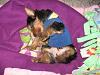 ♥ Missy's Mommy is having babies! ♥-bed.jpg
