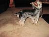 Types of Yorkie Haircuts?-img_0143.jpg