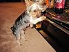 Types of Yorkie Haircuts?-img_0144.jpg
