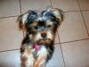 Is your pup 6 months old?-cimg0433.jpg