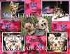 YorkieTalk 2010 Calendars - NOW AVAILABLE FOR ORDERING!-july.jpg