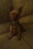 My baby is missing. I dont know what to do!???-freeyorkie.jpg