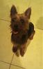 My baby is missing. I dont know what to do!???-freeyorkie2.jpg