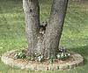 Has your yorkie ever actually caught a squirrel??-sophie-hunts-squirrels.jpg
