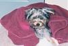 2 indoor potty trained Yorkie boys-2760352-r1-018-7a.jpg