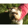 Dressing your Yorkie-sophie-her-red-coat.gif