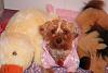 Dressing your Yorkie-lala-245.jpg