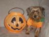 Dog contest enter your pictures of your dogs here!-halloween-002.jpg