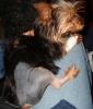 Is your pup 6 months old?-wosie-leg.jpg