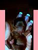 Yeah I put my deposit on my new chocolate liver tan yorkie-cocoa.jpg
