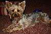 how do you cut your yorkies hair?-img_4094.jpg