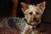 how do you cut your yorkies hair?-img_3528.jpg