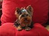 how do you cut your yorkies hair?-img_1192.jpg