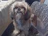 Do dogs laugh/smile?-downsized_1122081424a.jpeg