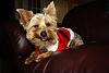 Do dogs laugh/smile?-img_4088.jpg