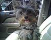 Do dogs laugh/smile?-a1.jpg