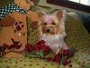 Yorkietalk Christmas Contest Entries Here!-mercyt1.jpg