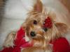 Yorkietalk Christmas Contest Entries Here!-mercyt2.jpg