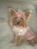 Yorkietalk Christmas Contest Entries Here!-mercyt3.jpg