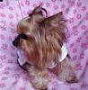 My baby is missing. I dont know what to do!???-monicadolly2.jpg