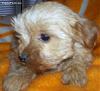 Golden yorkie-he08a15k5dc_002.jpg