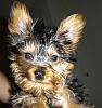 That's it! I've GOT to learn to groom myself!-woody-aunatural-resize.jpg