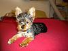 That's it! I've GOT to learn to groom myself!-puppy-cut-resize.jpg