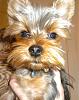 That's it! I've GOT to learn to groom myself!-woody-up-close-crop.jpg