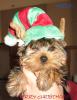Yorkietalk Christmas Contest Entries Here!-miikka-xmas.jpg