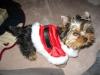 Yorkietalk Christmas Contest Entries Here!-img_2976.jpg