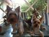 Yorkie/Silky confusion cleared up-photo.jpg