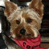 Yorkie/Silky confusion cleared up-avatar40172_89.gif