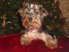 Yorkietalk Christmas Contest Entries Here!-dsc01426f.jpg