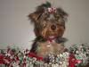 Yorkietalk Christmas Contest Entries Here!-dsc01438f.jpg