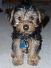 What color will my Yorkie be?-smallp1030911.jpg