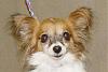 A papillon sister for Sophie?-mi565.15005231-1-x.jpg