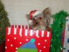Yorkietalk Christmas Contest Entries Here!-pc200189.jpg