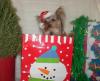 Yorkietalk Christmas Contest Entries Here!-pc200191.jpg