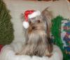 Yorkietalk Christmas Contest Entries Here!-pc200192.jpg