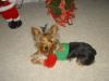 Who's got the Christmas spirit like Coco??-happyxmas.jpg