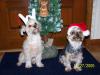Yorkietalk Christmas Contest Entries Here!-100_0764-760-x-570-.jpg