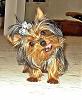 He has to be a purebred yorkie cuz he's so darn cute!-b.jpg