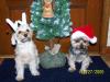 Yorkietalk Christmas Contest Entries Here!-100_0761-760-x-570-.jpg