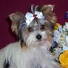 Is 5mo Yorkie Still a pup-levi-005-1.jpg