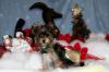 Yorkietalk Christmas Contest Entries Here!-cal-3-.jpg