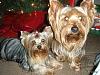 Pais and Pres wish you a Merry Christmas-dscf5808-1.jpg