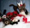 Yorkietalk Christmas Contest Entries Here!-homer-cal-2-.jpg