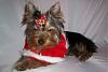 Merry Christmas-lucas-4-months-yorkie-puppy-600-x-399-.jpg