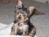 smiling yorkies-10-14-smile-600-x-450-.jpg